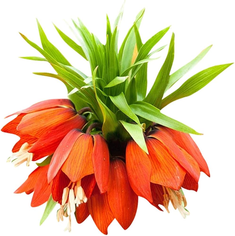 Fritillaria Fritillaria meleagris flower seeds for planting in home garden and rockeries - for planting in home garden