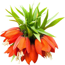 Fritillaria Fritillaria meleagris flower seeds for planting in home garden and rockeries - for planting in home garden