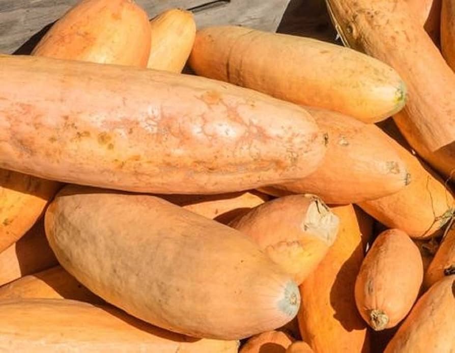 Banana Squash ��������� Cucurbita maxima ��������� for planting in vegetable garden