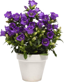 Campanula Seeds (Campanula medium) for a lasting display in the balcony pots and ornamental garden planting
