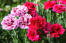 Carnation Multicolor Carnation Seeds for reliable seasonal color