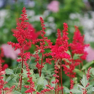 Astilbe Flower Astilbe spp. for planting in flower bed