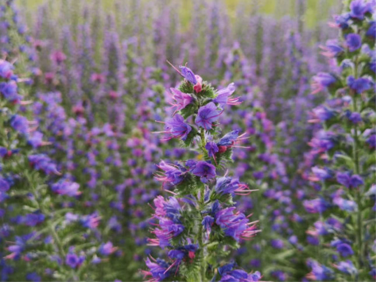 Viper’s Bugloss Echium vulgare flower seeds for planting in pollinator-friendly home garden beds - for planting in home garden