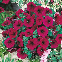Petunia Petunia × hybrida Red Velour Easy Wave flower Seeds for colorful blooms in the hanging baskets or garden borders