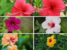 White Maroon Hibiscus Seeds (Hibiscus syriacus) for seasonal color across the ornamental garden and seasonal color accents