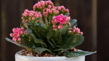 Kalanchoe Seeds (Kalanchoe spp.) for colorful blooms in the Indoor Flower Bed