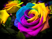 Rainbow Rose Rosa Spp. Seeds for growers seeking a long-blooming display