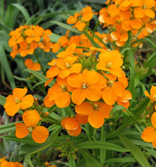 Siberian Wallflower Seeds (Erysimum sibiricum) for growers filling out the Flower Bed & Urban Garden