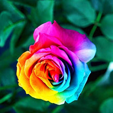 Holland Rainbow Rose Seeds for growers seeking a long-blooming display