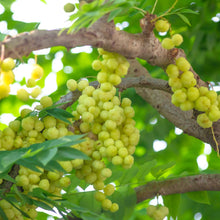 Tomato Gooseberry Mini Yellow Seeds for home growers seeking a reliable harvest