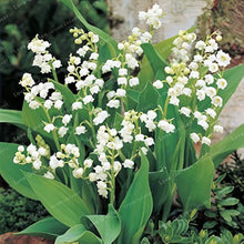 Lily of the Valley Seeds (Majalis shade) for seasonal color across the Convallaria garden flower border