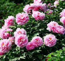 Indoor Chinese Peony Seeds (Paeonia suffruticosa) for long-term planting in the Patio Garden Decoration
