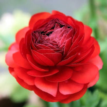 Rouge Ranunculus Seeds (Ranunculus asiaticus) for growers filling out the Flower Bed