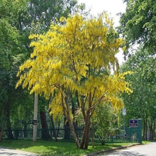 Golden Chain Tree Gemeine Goldregen Seeds known for flowering Tree
