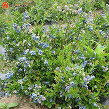Higarden Blueberry Seeds for growers planting the Balcony Bonsai Tree - Bag