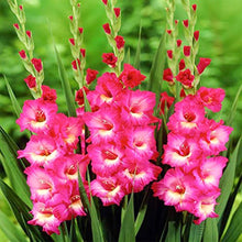 Gladiolus Flower for Planting in Pink Garden Seeds for seasonal color across the Pink Garden