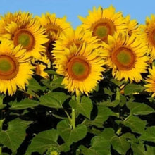 Giant Yellow Seeds for a bright addition to the Rare Bright Garden Blooms