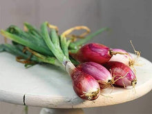 Welsh Onion Seeds (Allium fistulosum) for growers stocking the Vegetable Patch