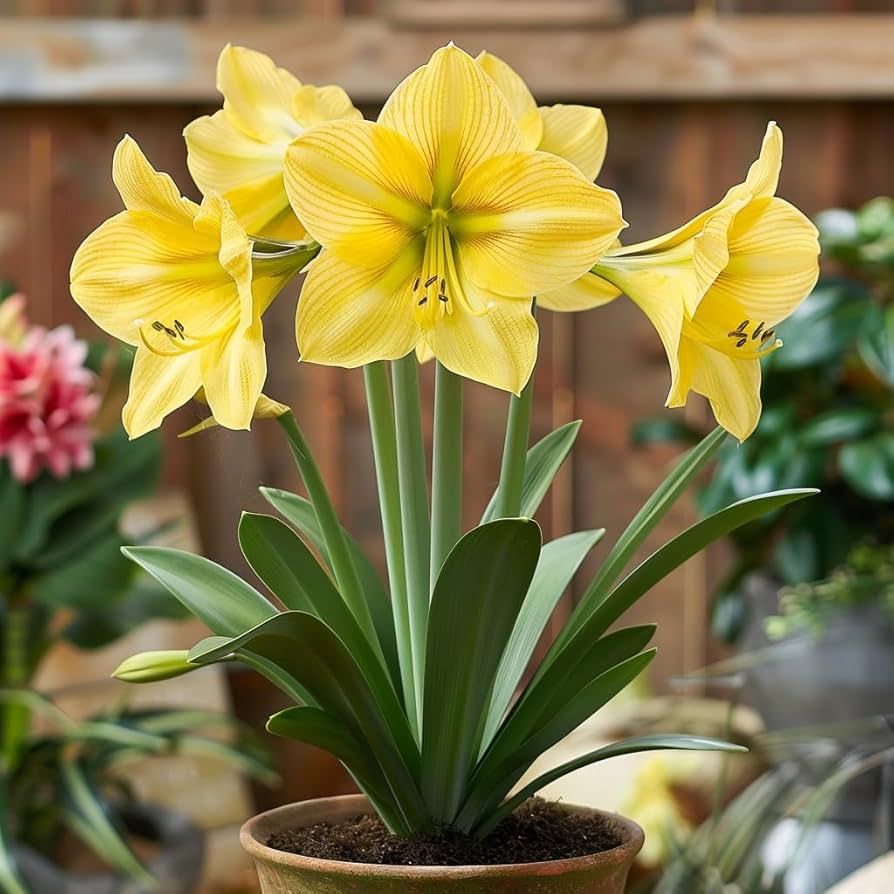 Yellow Sunrise Amaryllis Seeds for planting in flower bed