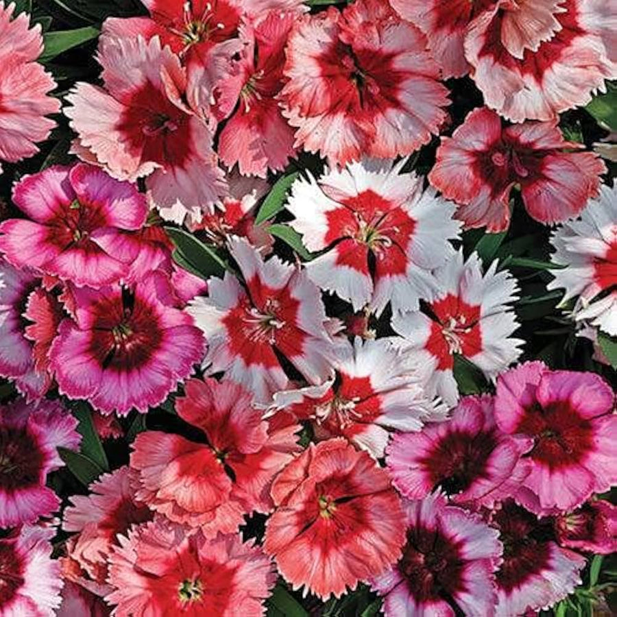 Garland Flame Lilium Brownii Perennial Lily - for planting in home garden