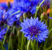 Bachelor Button Seeds for a colorful addition to any planting