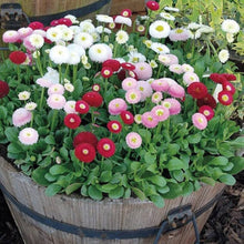 Daisy Monstrosa Double Mix Seeds for colorful blooms in the Garden Flower Beds