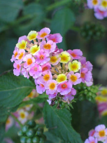 Lantana Seeds (Lantana camara) for a lasting display in the home garden or sunny borders