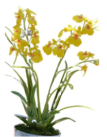 Light Yellow Cymbidium Orchid Seeds valued for potted Flowersarden