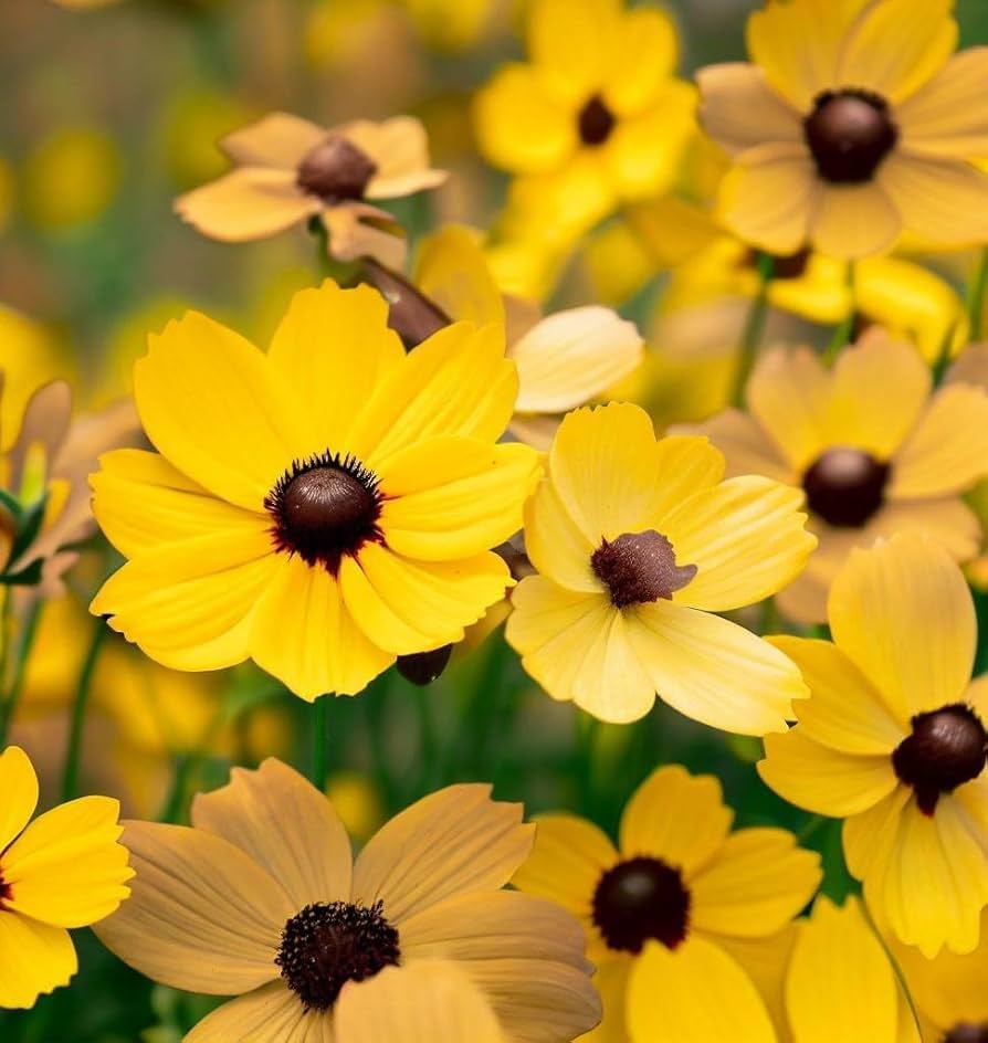 Coreopsis Leavenworth Tickseed Flower - for planting in home garden