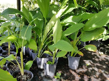 Rare Rhizoma Curcuma Seeds for growers seeking a long-blooming display
