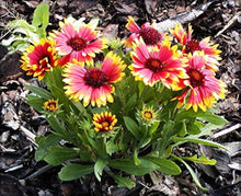 Goblin Blanketflower Gaillardia Seeds for a bright addition to the flower bed garden