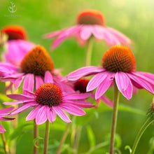 Coneflower Seeds (Echinacea purpurea) for seasonal color across the pollinator garden or backyard beds