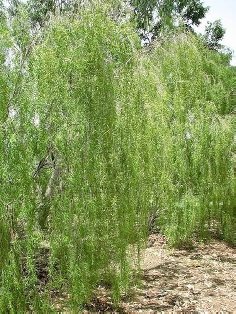 Plant Seeds (Leptospermum brachyandrum) for a bright addition to the Home Garden, Shrubs