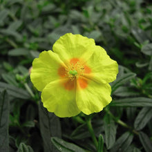 Helianthemum Seeds (Helianthemum spp.) for a lasting display in the Flower Bed