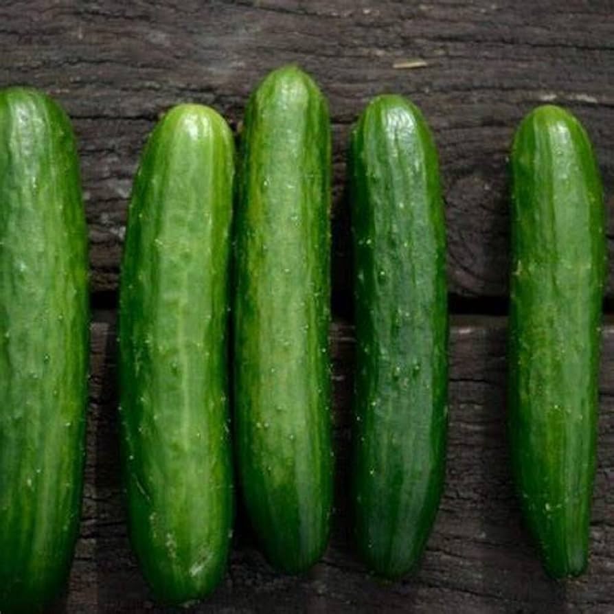 Pointsett cucumber seeds