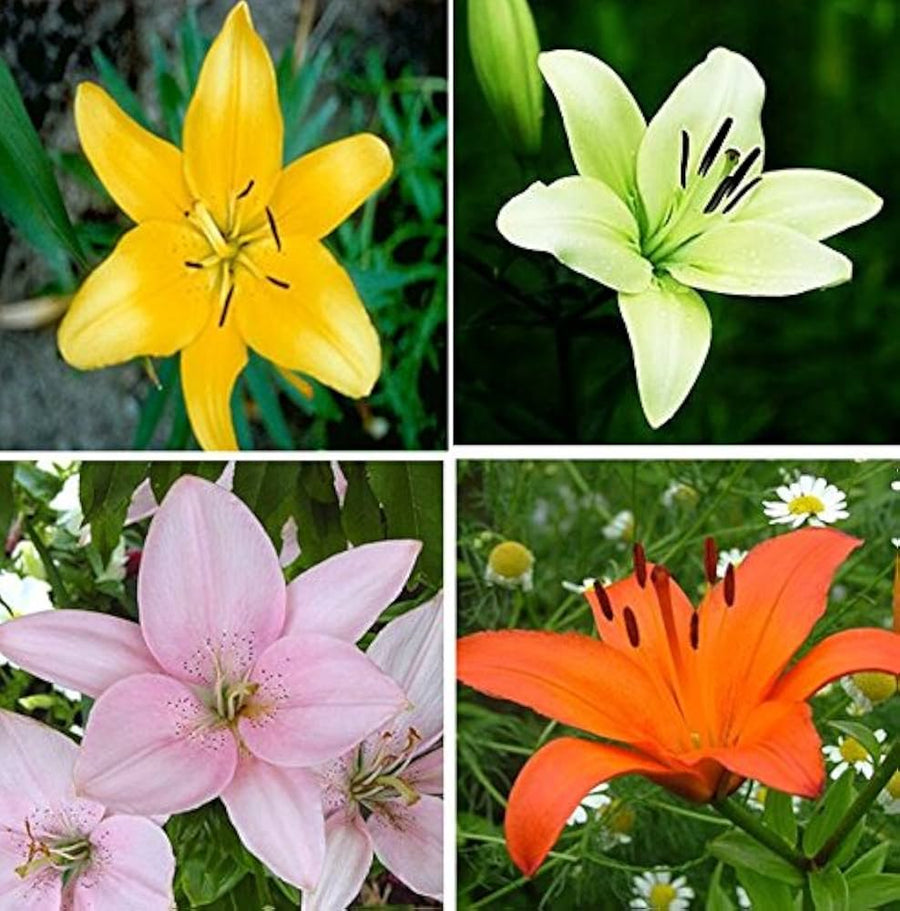 Perfume lily seeds mix for bonsai and home garden