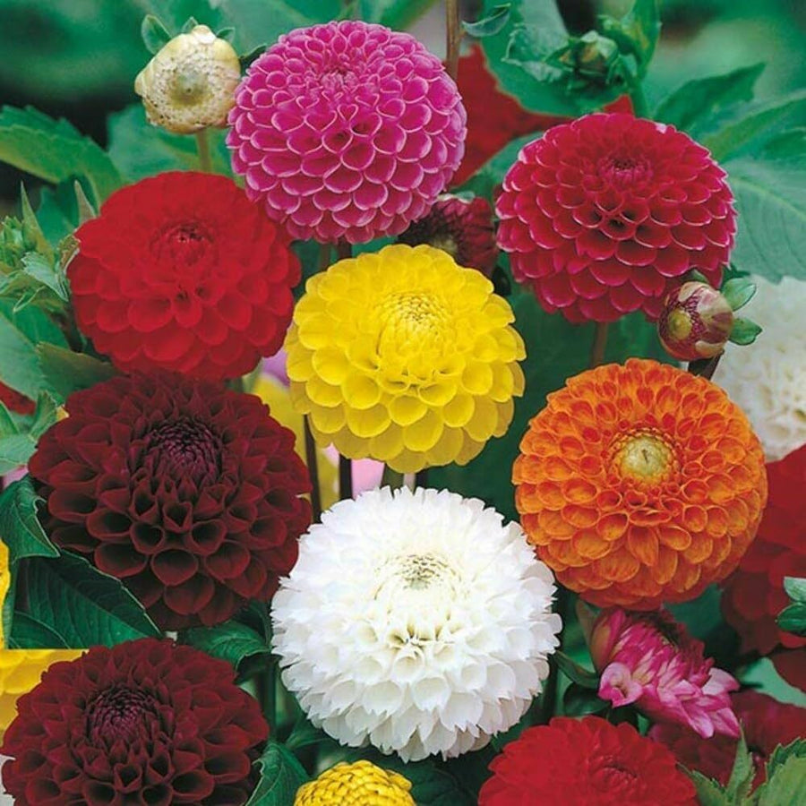 Dahlia Dahlia Pinnata Mixed Flower Seeds for Planting – Great for Colorful Floral Displays in Backyard Gardens