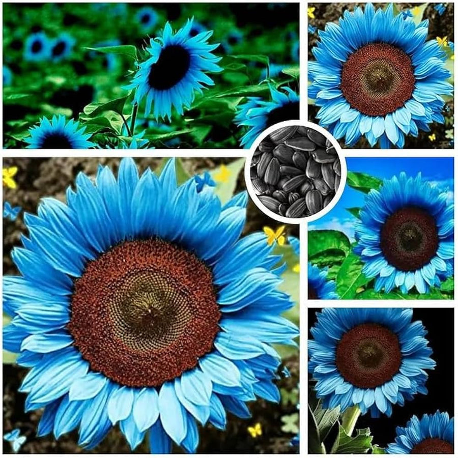 Red Sun Fortune blue sunflower seeds for planting in garden