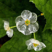 Army Green: Rare Seeds for a lasting addition to the Mini Garden