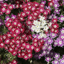 Phlox Twinkle Star Seeds (Phlox paniculata) for seasonal color across the Flower Bed
