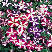 Petunia Petunia Hybrida Four Seasons flower Seeds for a bright addition to the indoor pots and seasonal backyard gardening