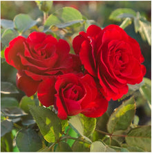 Dame Meisten striped rose flower seeds
