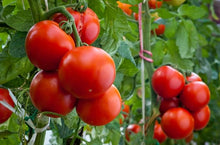 Heirloom Vegetable Pomodoro "Homestead" Seeds valued for juicy Tomatoes