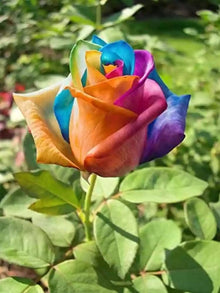 Rose Rosa Hybrida Mini-Rainbow Seeds for seasonal color across the Decorative Indoor Small Garden Spaces