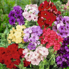 Phlox Phlox drummondii for planting in flower bed
