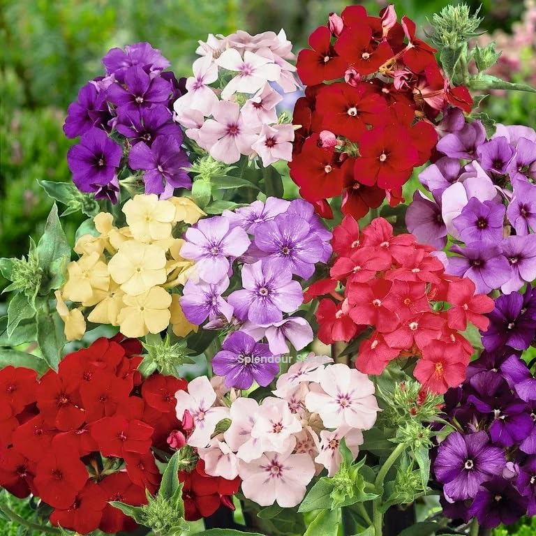 Phlox Phlox drummondii for planting in flower bed