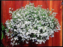 Lobelia White Lady Seeds for reliable seasonal color