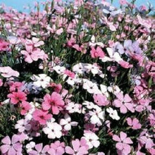 Viscaria Blauer Engel Plant Seeds for reliable seasonal color