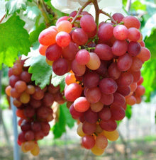 Miniature Grape Vine Bonsai Seeds (Vitis vinifera) grown for bonsai Indoor Display