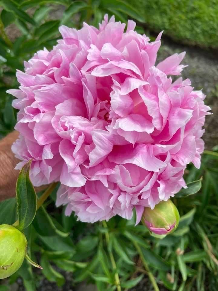 Peony Paeonia lactiflora flower seeds for planting in backyard gardening and flower beds - for planting in home garden